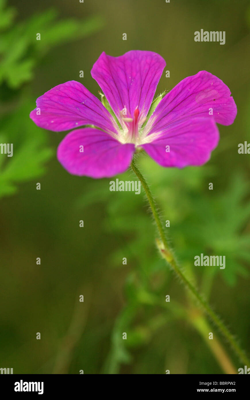 Blutige Storchschnabel - Geranium sanguineum Stockfoto