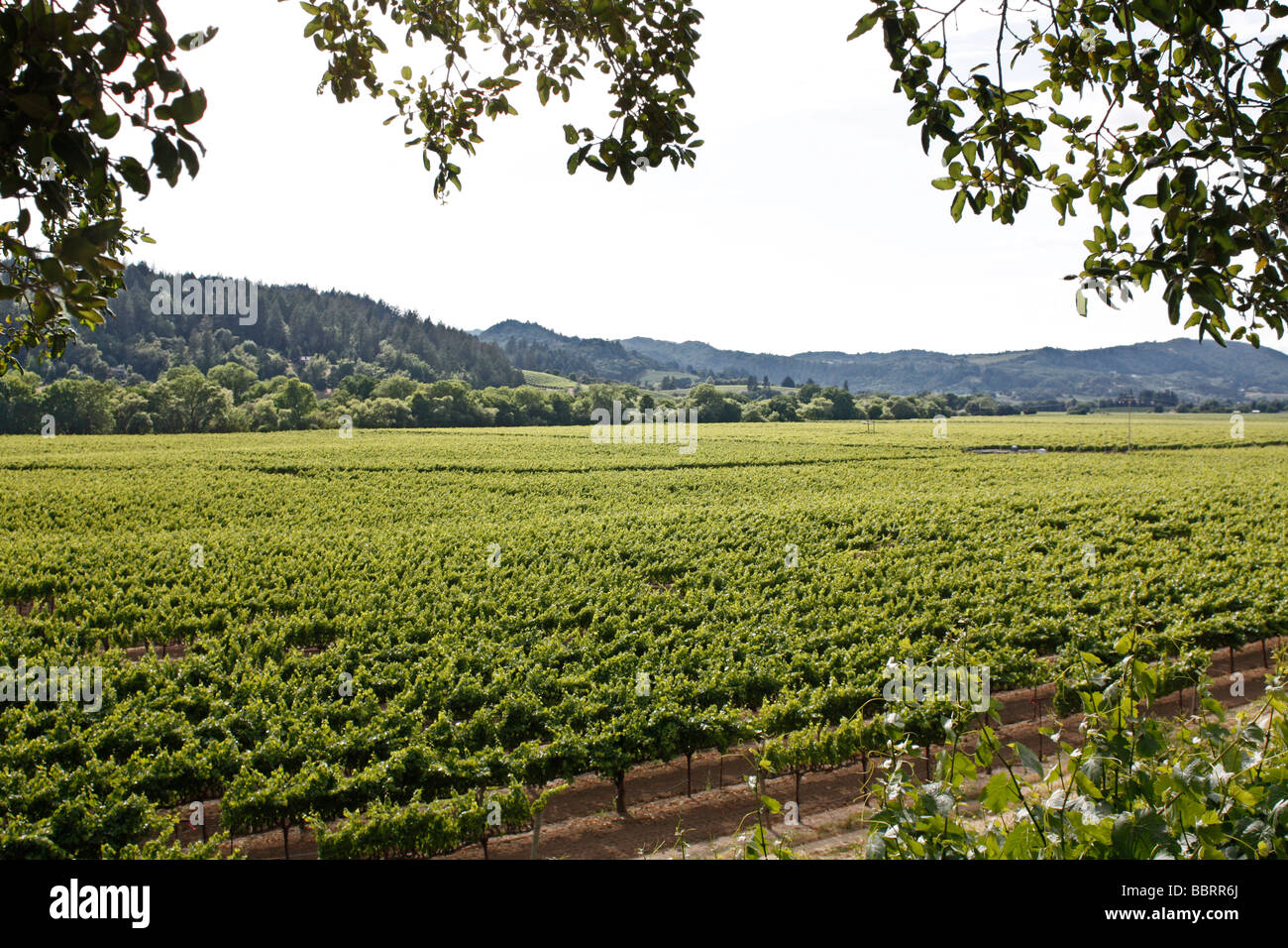 Dry Creek Valley Weinberge in der Nähe von Healdsburg, Kalifornien Stockfoto