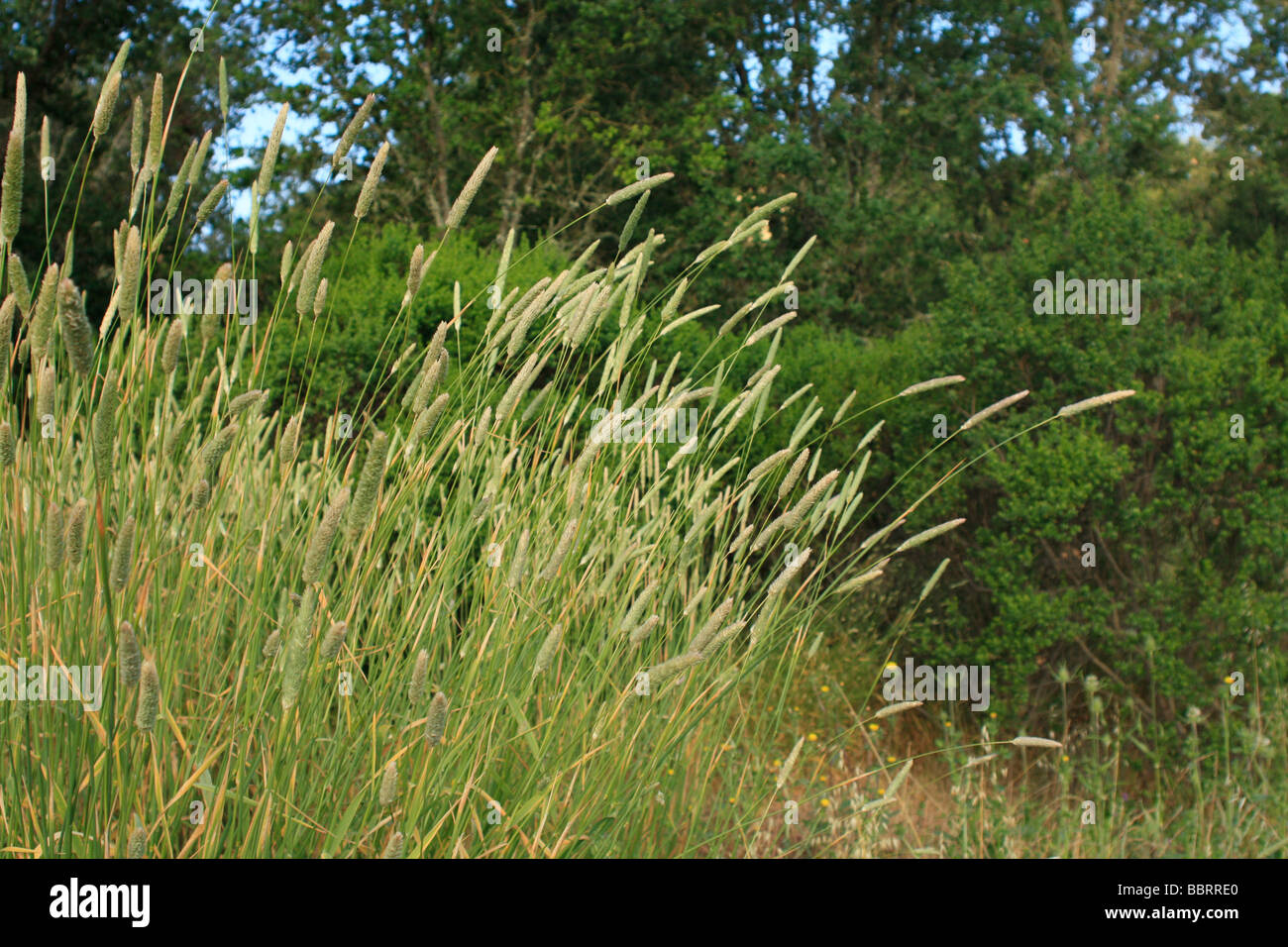 wild wachsende Unkraut Stockfoto