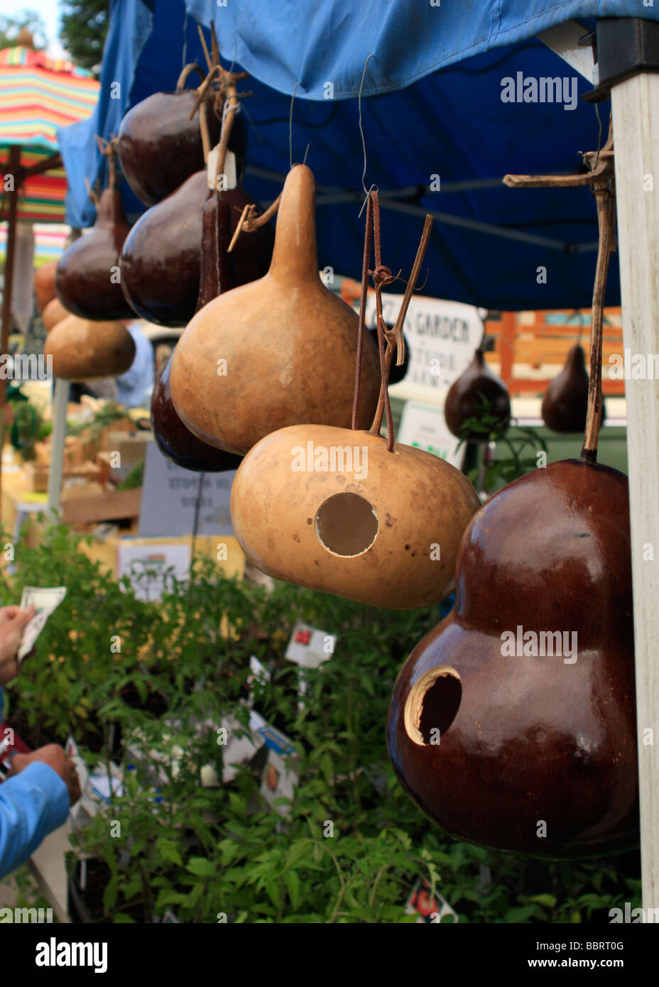 Flaschenkürbisse hängen auf dem Display für den Verkauf auf lokalen Farmers market Stockfoto