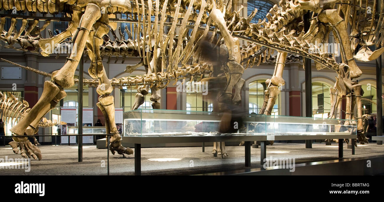 Paläontologische Museum in Berlin alte Skelette von Dinosauriern Stockfoto