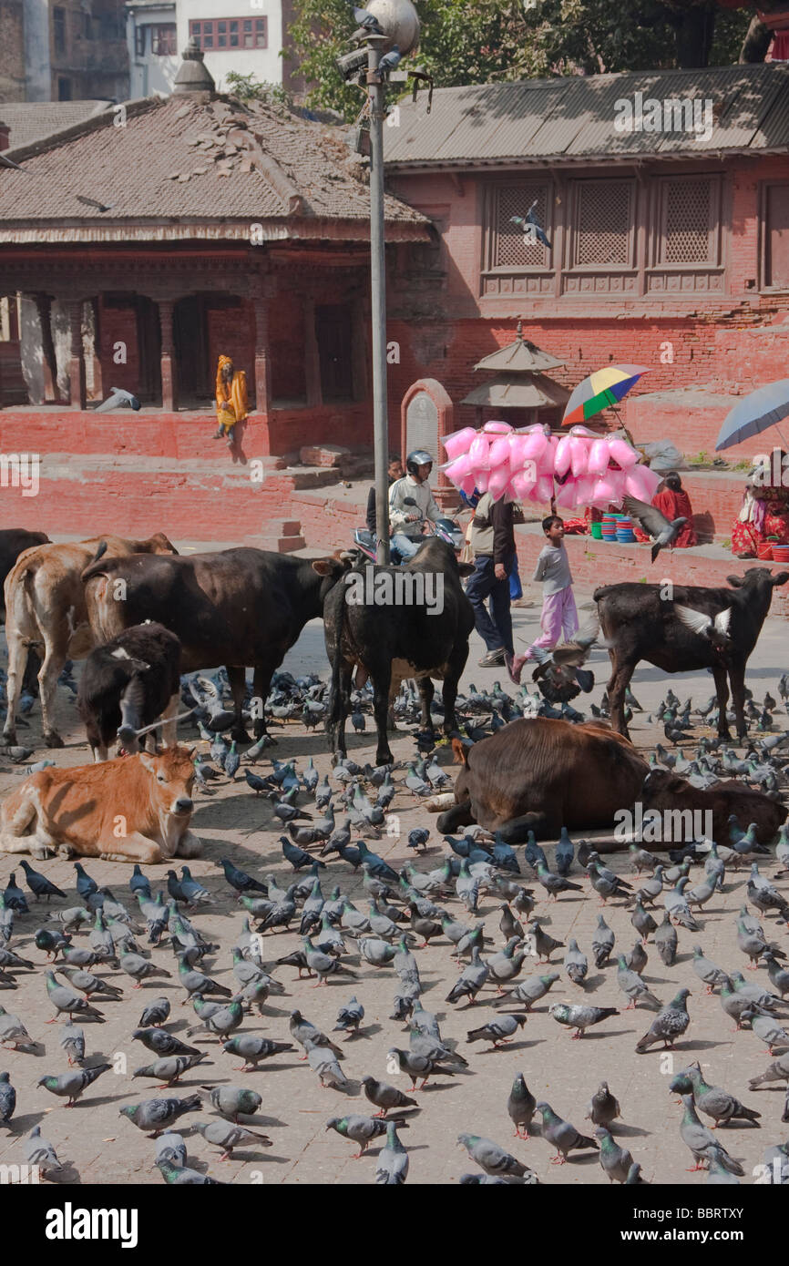 Kathmandu, Nepal. Durbar Square, wo Kühe und Tauben frei herumlaufen. Stockfoto