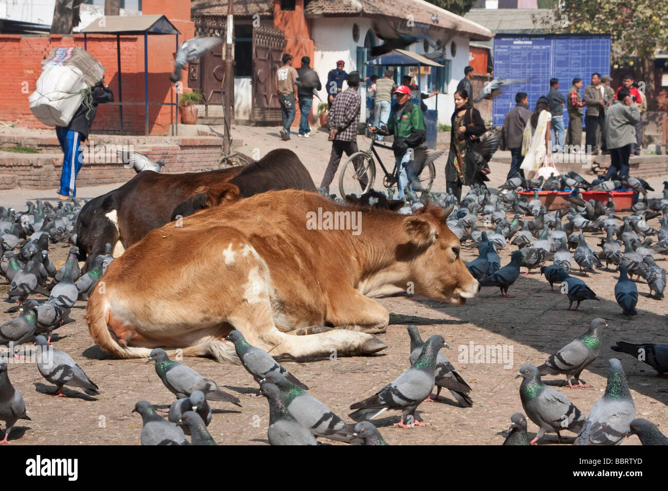 Kathmandu, Nepal. Durbar Square, wo Kühe und Tauben frei herumlaufen. Stockfoto