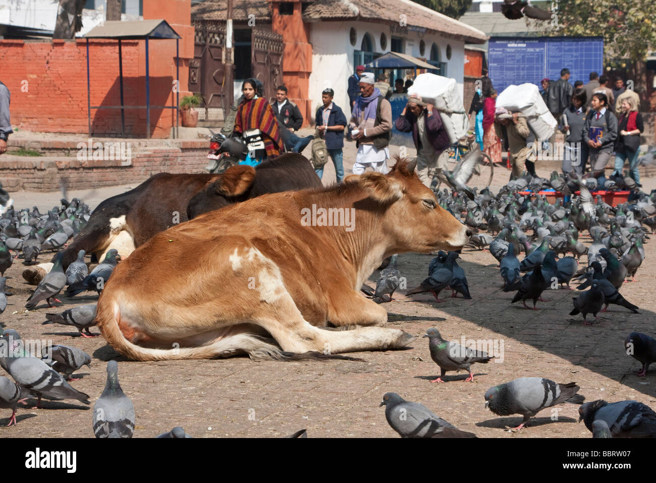 Kathmandu, Nepal. Durbar Square, wo Kühe und Tauben frei herumlaufen. Stockfoto