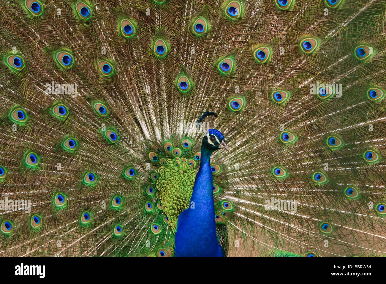 Anzeige von einem männlichen indischen blaue Pfau den Hof Stockfoto