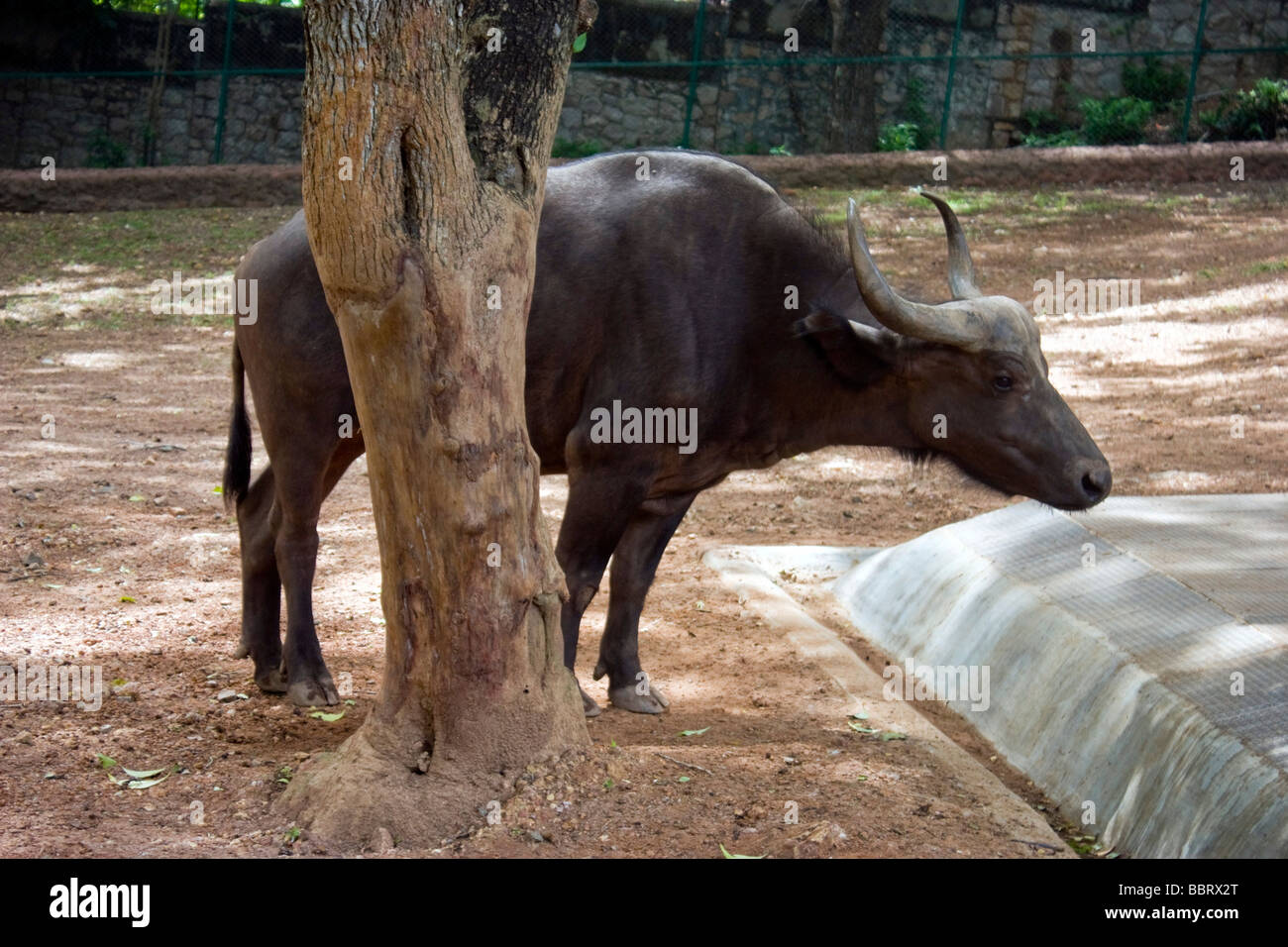 Wilde Büffel oder indische Bison Stockfoto