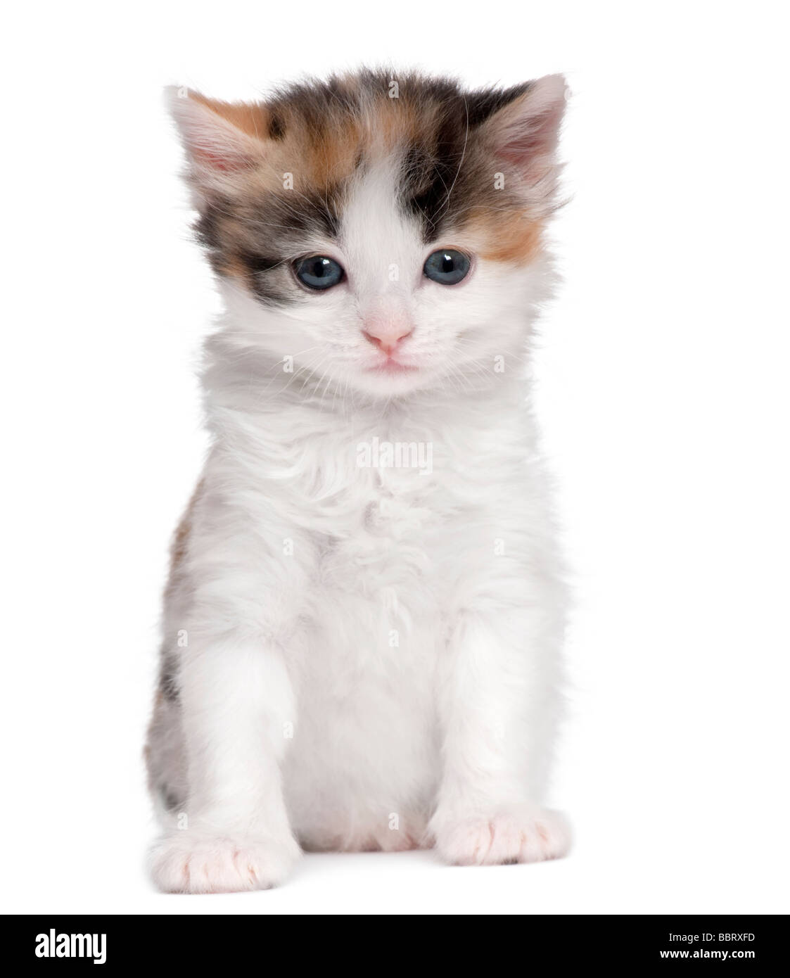 Kätzchen 1 Monat alt vor einem weißen Hintergrund Stockfoto