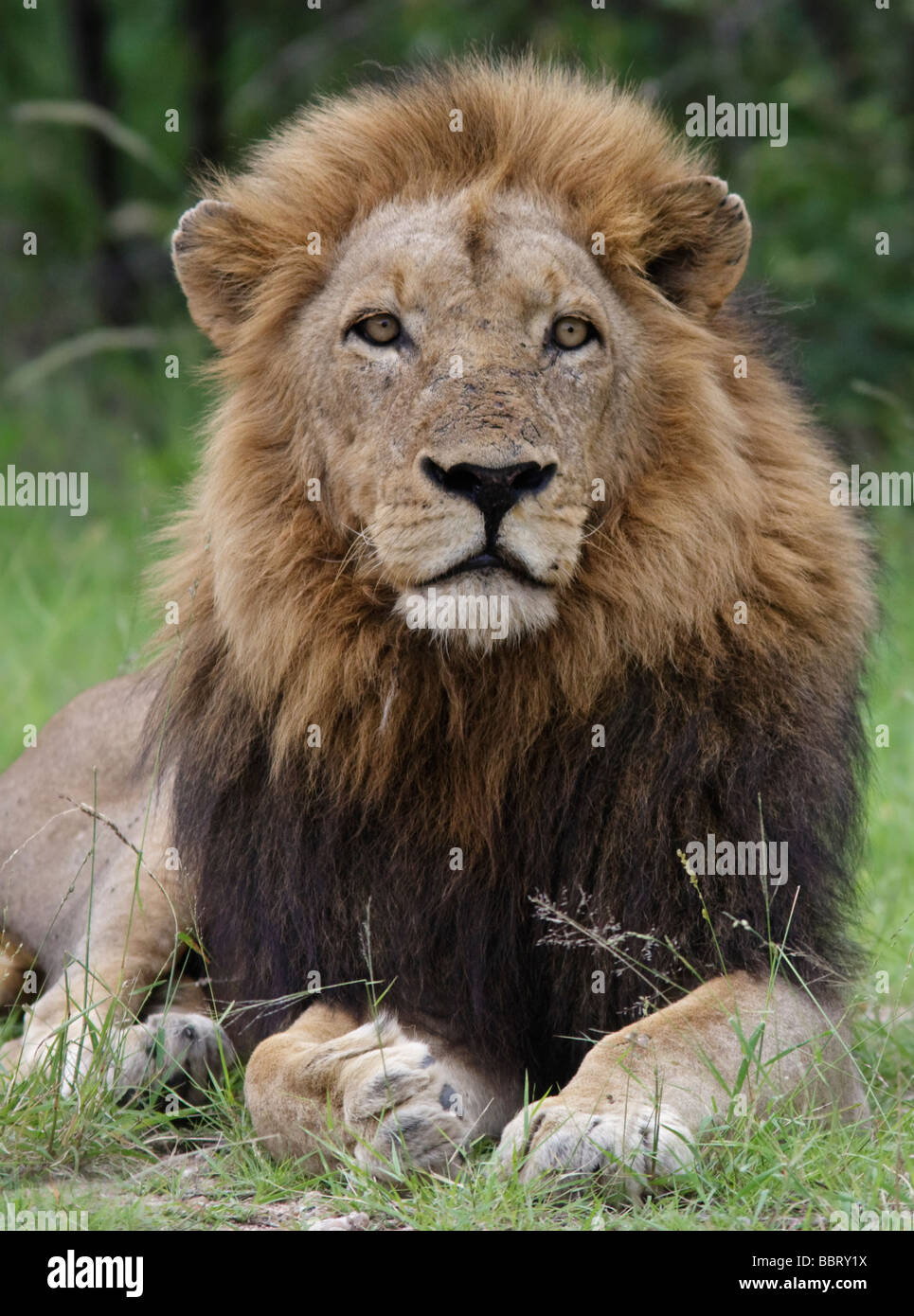 African Lion (Panthera leo) Augen Gesicht Porträt. Krüger National Park Südafrika Stockfoto