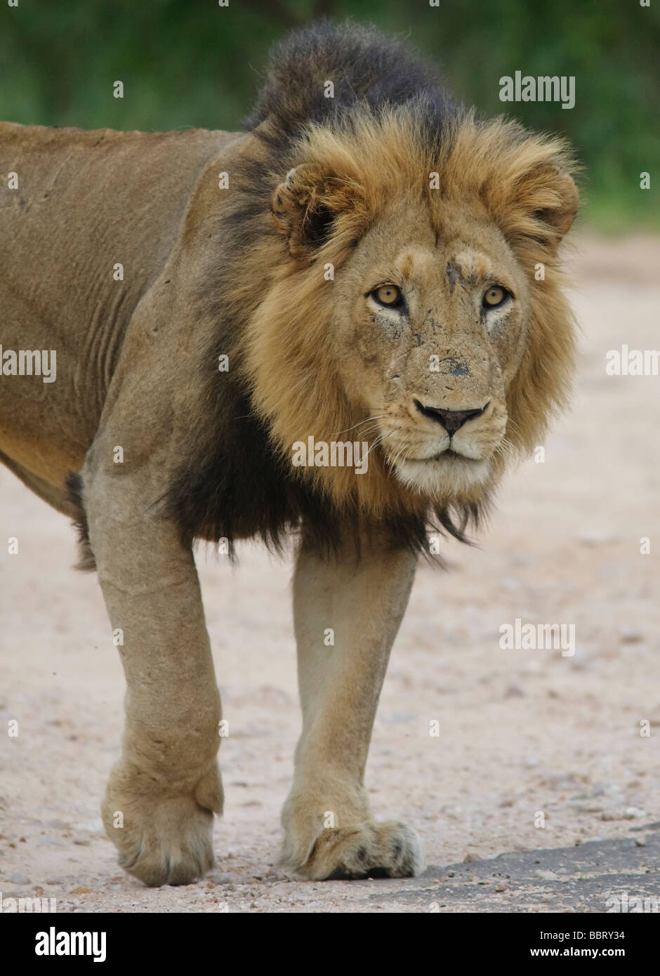 African Lion (Panthera leo) Augen Gesicht Porträt. Krüger National Park Südafrika Stockfoto