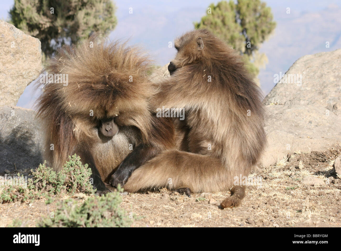 Afrika-Äthiopien-Simien Berge Gelada Affen Theropithecus gelada Stockfoto