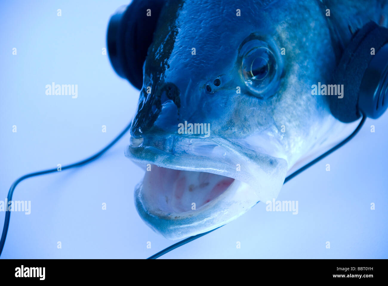 Fischen Sie mit Kopfhörern, hören und singen Sie Musik Stockfoto