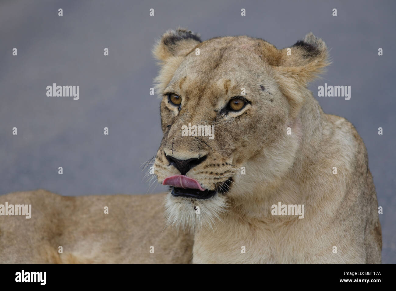 Porträt afrikanischer Löwe (Panthera leo) Löwenaugen. Kruger-Nationalpark Südafrika Stockfoto