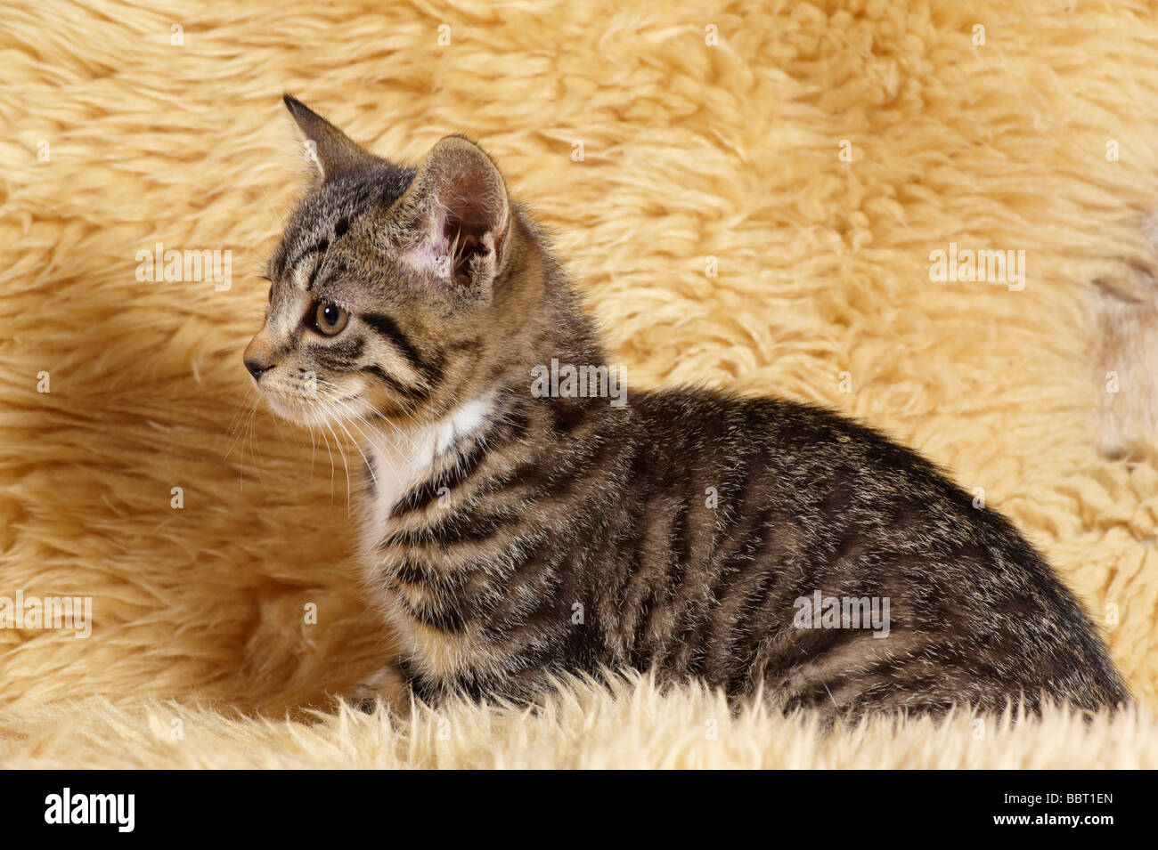 junge Kätzchen sitzen auf Schaffell Teppich Stockfoto