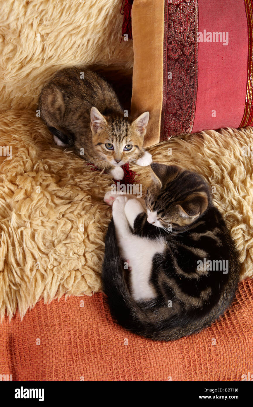 Zwei Kätzchen kuschelte sich zusammen auf Sofa Sofa Schaffell Teppich Stockfoto