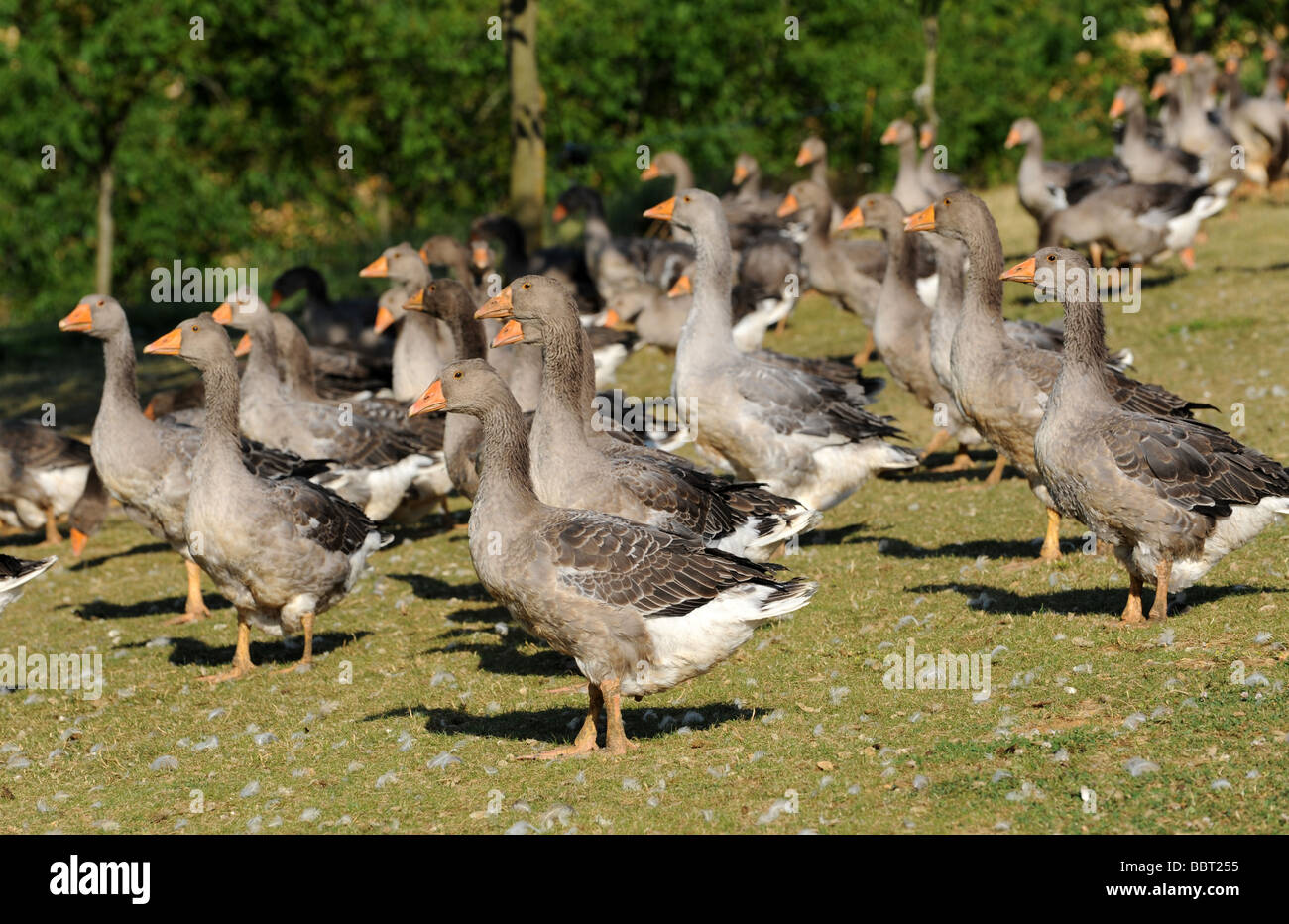 Fois gras bauernhof Fotos und Bildmaterial in hoher Auflösung Alamy