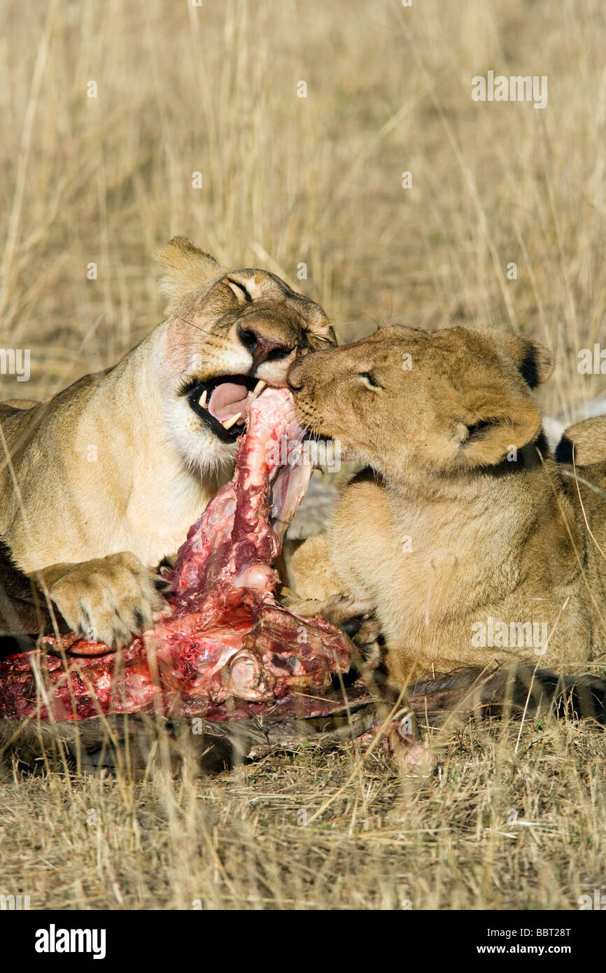 Löwen zu töten - Masai Mara National Reserve, Kenia Stockfoto