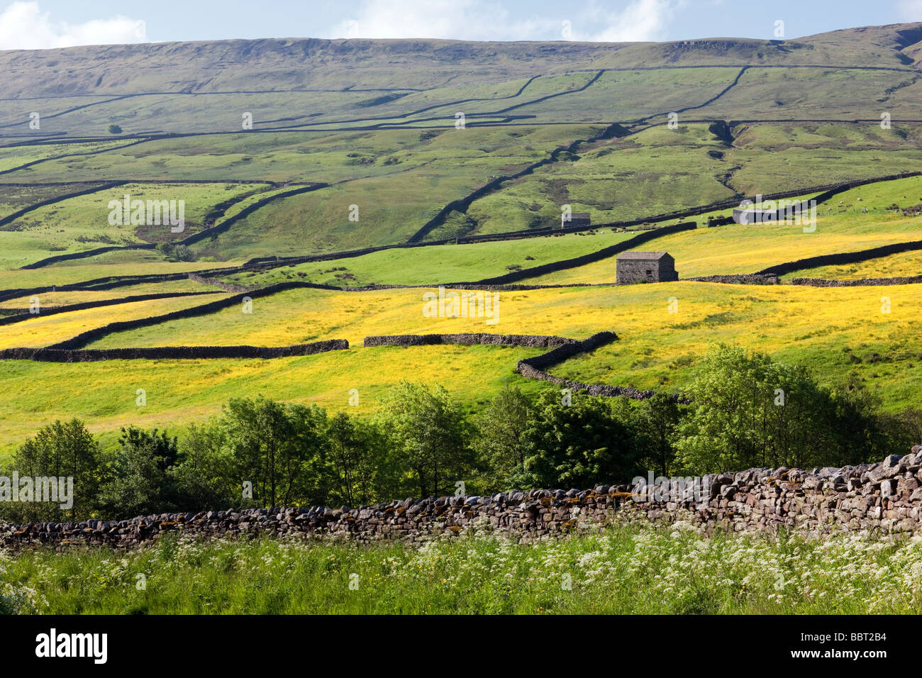 Buttercup gefüllt Mähwiesen zwischen Thwaite und Muker, Swaledale, North Yorkshire UK Stockfoto