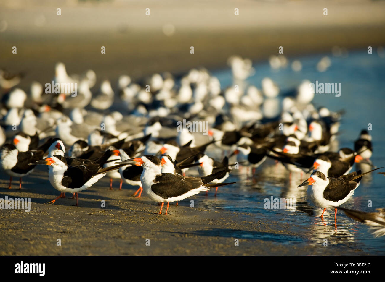 Schwarzes Abstreicheisen Rynchops Niger Ruhe am Strand in Crystal River National Wildlife Refuge in Crystal River, FL Stockfoto
