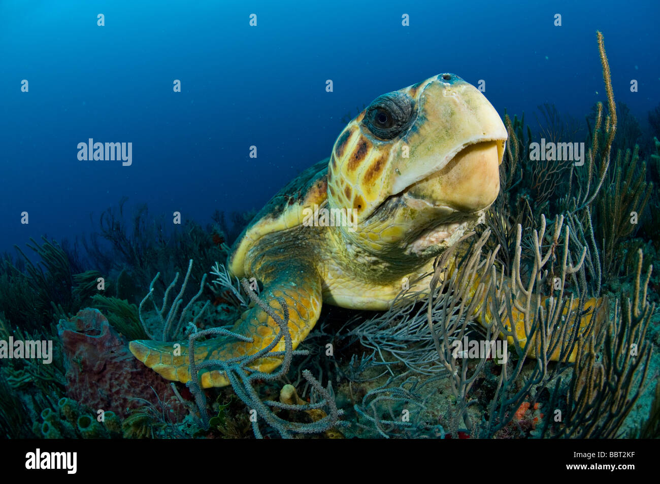 Unechte Karettschildkröte (Caretta Caretta) auf Palm Beach County, Florida. Stockfoto