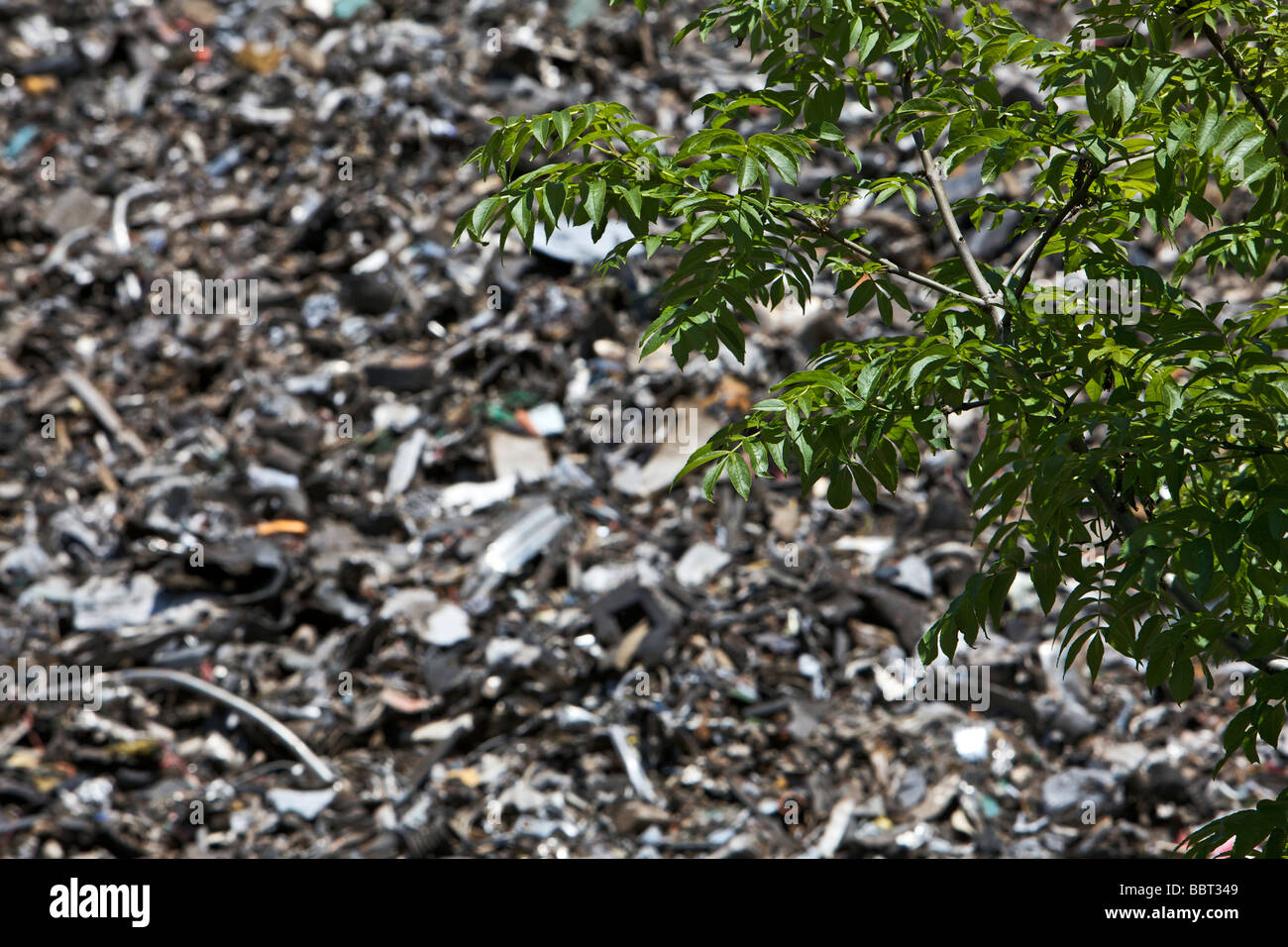 Ein Haufen von verarbeiteten Schrott gesehen hinter einem grünen Baum Stockfoto