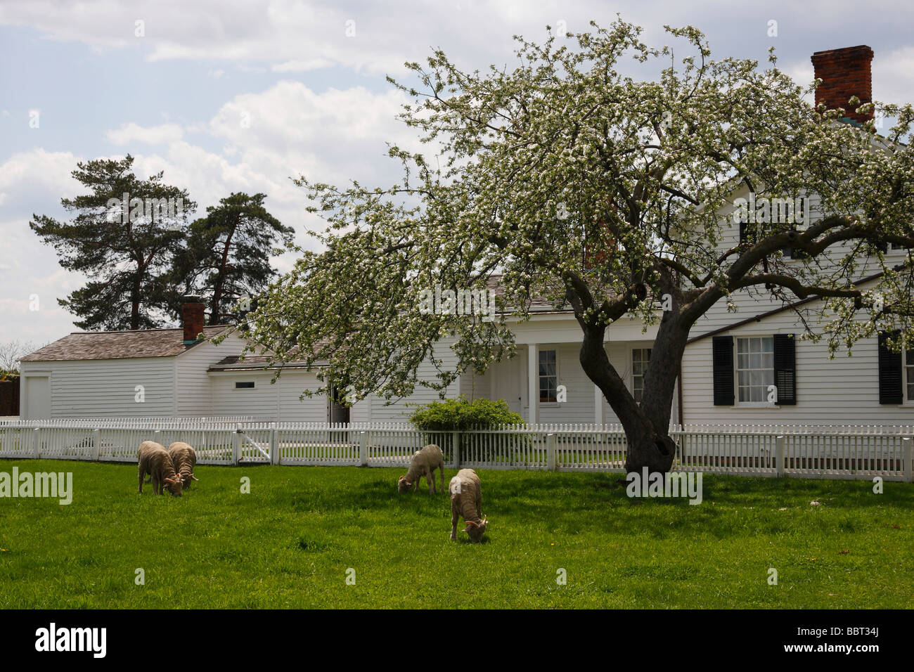 Amerikanisches Bauernhaus mit Schafen Greenfield Village Michigan MI in den USA Landschaft Grasland Anfang Frühling niemand horizontal hochauflösende Tiere Stockfoto