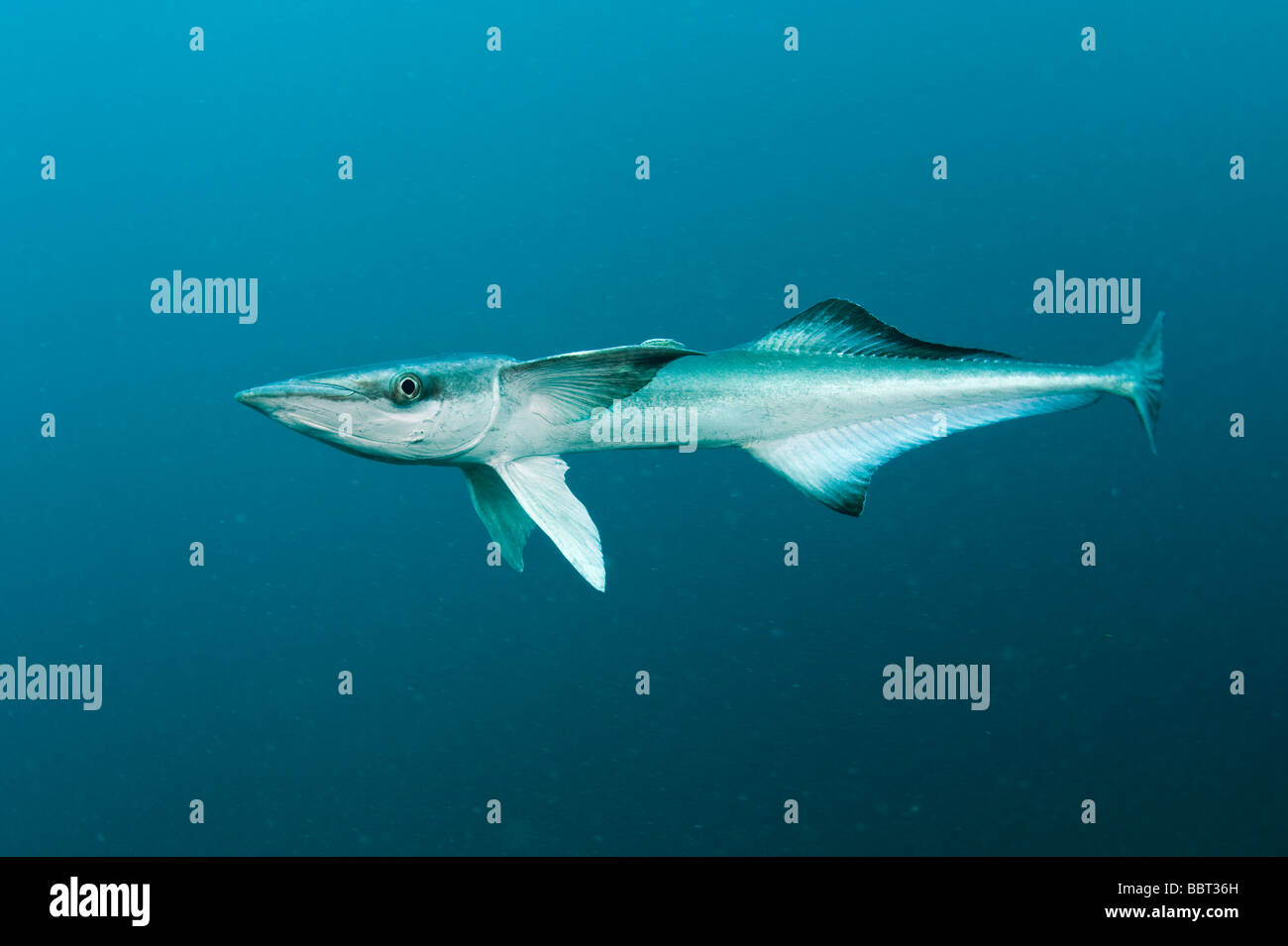 Remora oder Hai Sucker Echeneis Naucrates in Florida Stockfoto
