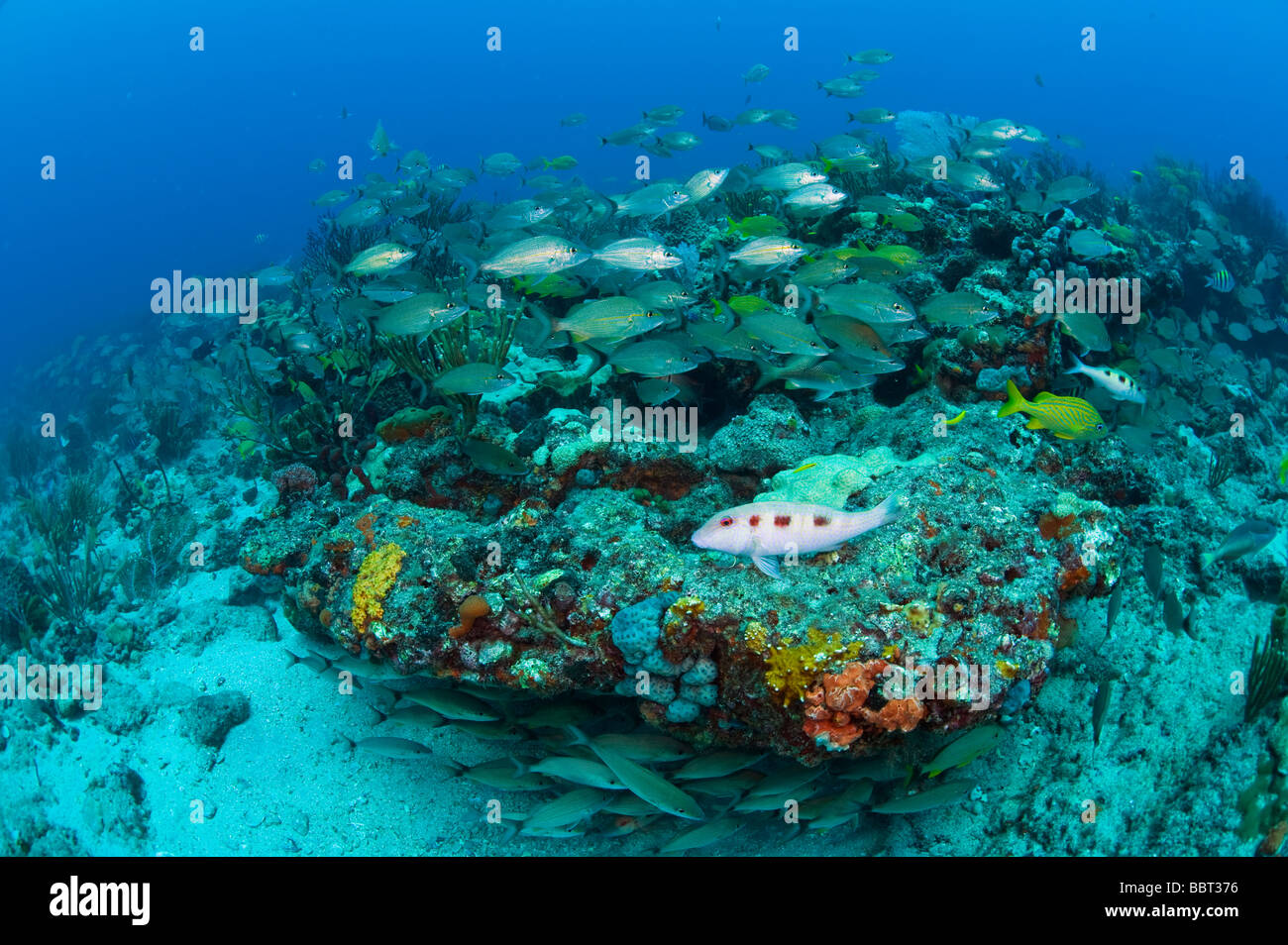 Coral Reef in Palm Beach County, FL. lichtdurchflutet durch die starke Strömung, die Riffe hier sind gesund, aber durch Umweltverschmutzung bedroht sind Stockfoto