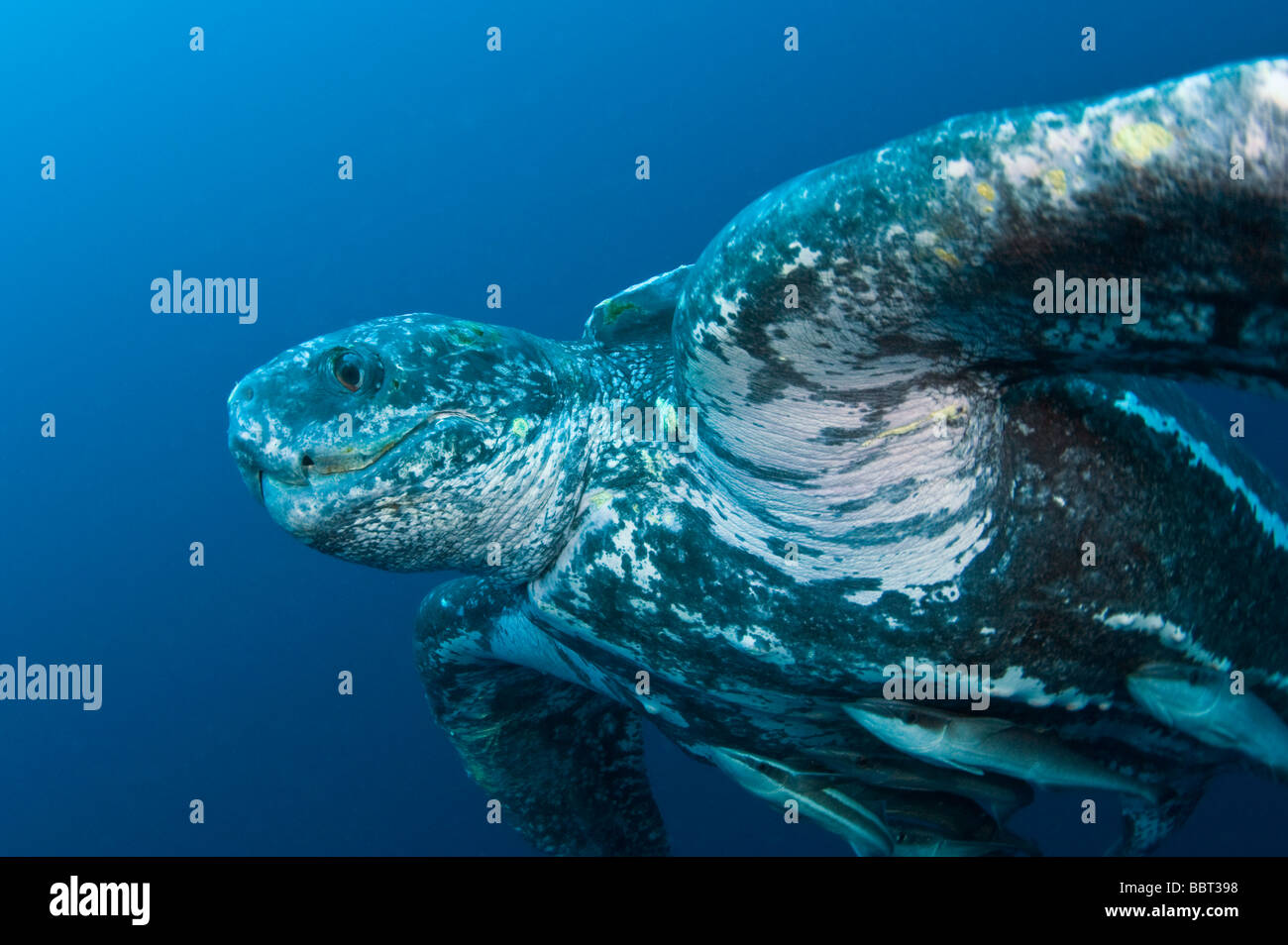 Männliche Lederschildkröte (Dermochelys Coriacea) fotografiert im offenen Meer vor der Küste, Jupiter, Florida, USA Stockfoto