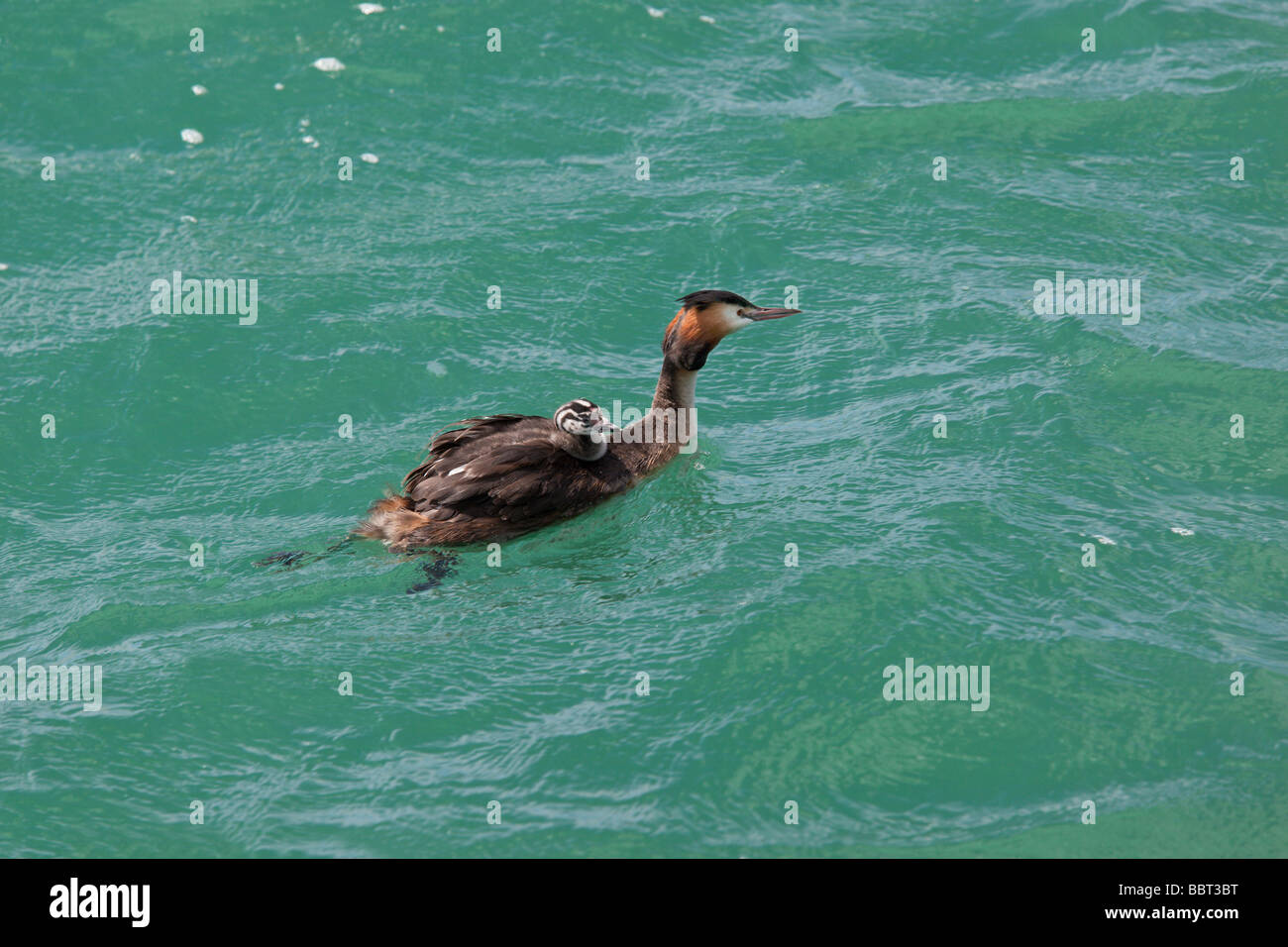 Podiceps Cristatus mit Baby Reiten auf zurück Neuenburger See der Schweiz Stockfoto