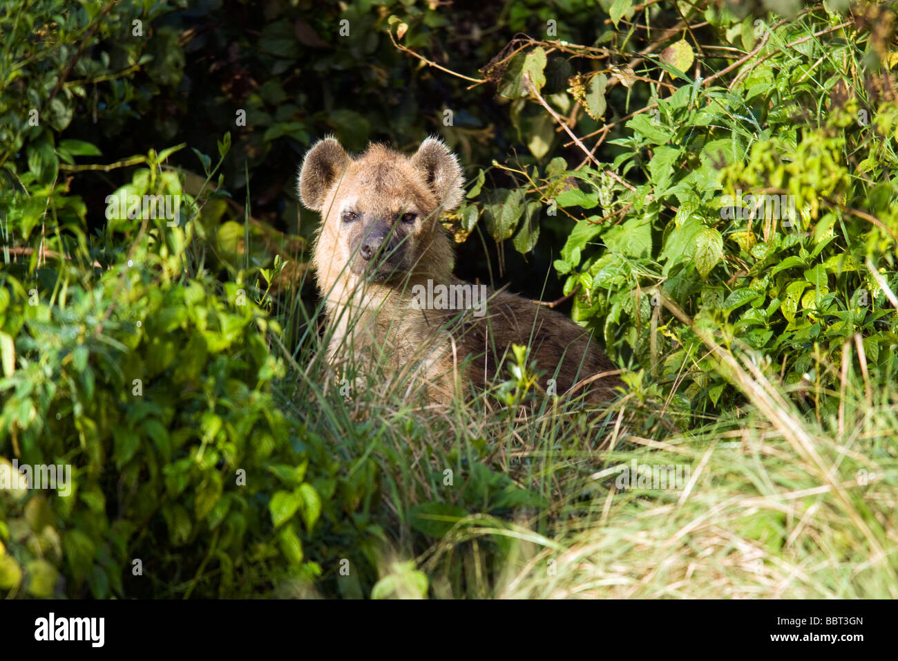 Gefleckte Hyänen - Aberdares Nationalpark, Kenia Stockfoto