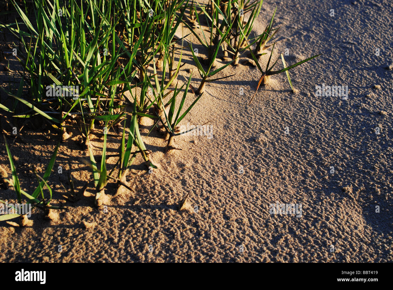 Gräser in den Sand bei Sonnenuntergang Stockfoto