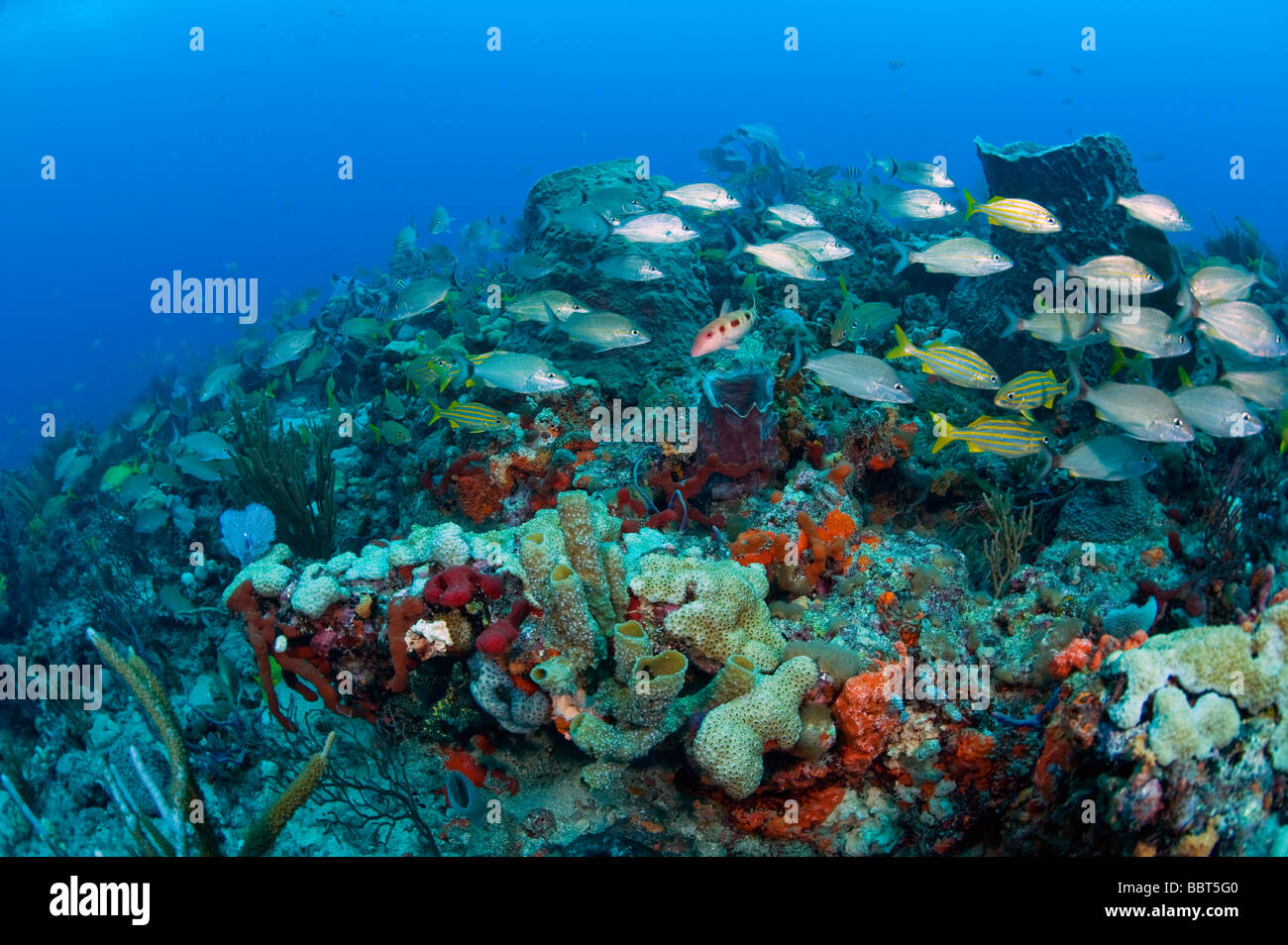 Coral Reef in Palm Beach County, FL. lichtdurchflutet durch die starke Strömung, die Riffe hier sind gesund, aber durch Umweltverschmutzung bedroht sind Stockfoto