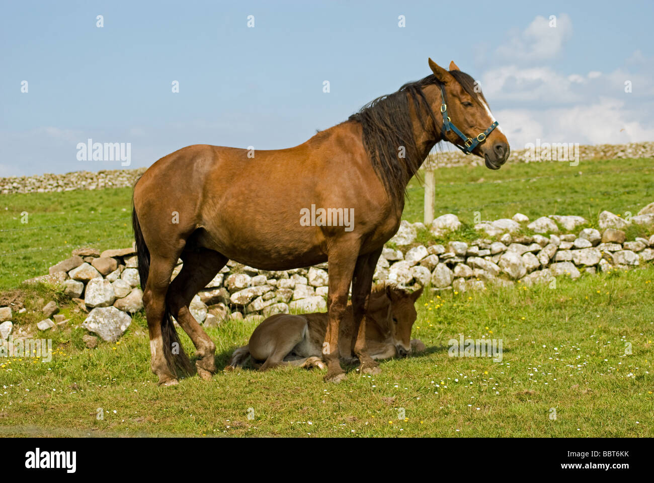 Eine Stute und seine Fohlen in einem Feld in der Nähe von Mullaghmore im County Sligo, Irland Stockfoto