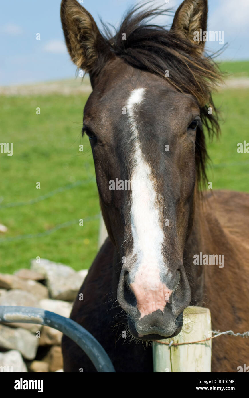 Ein Pferd in einem Feld nahe der Ortschaft Mullaghmore, County Sligo, Irland Stockfoto
