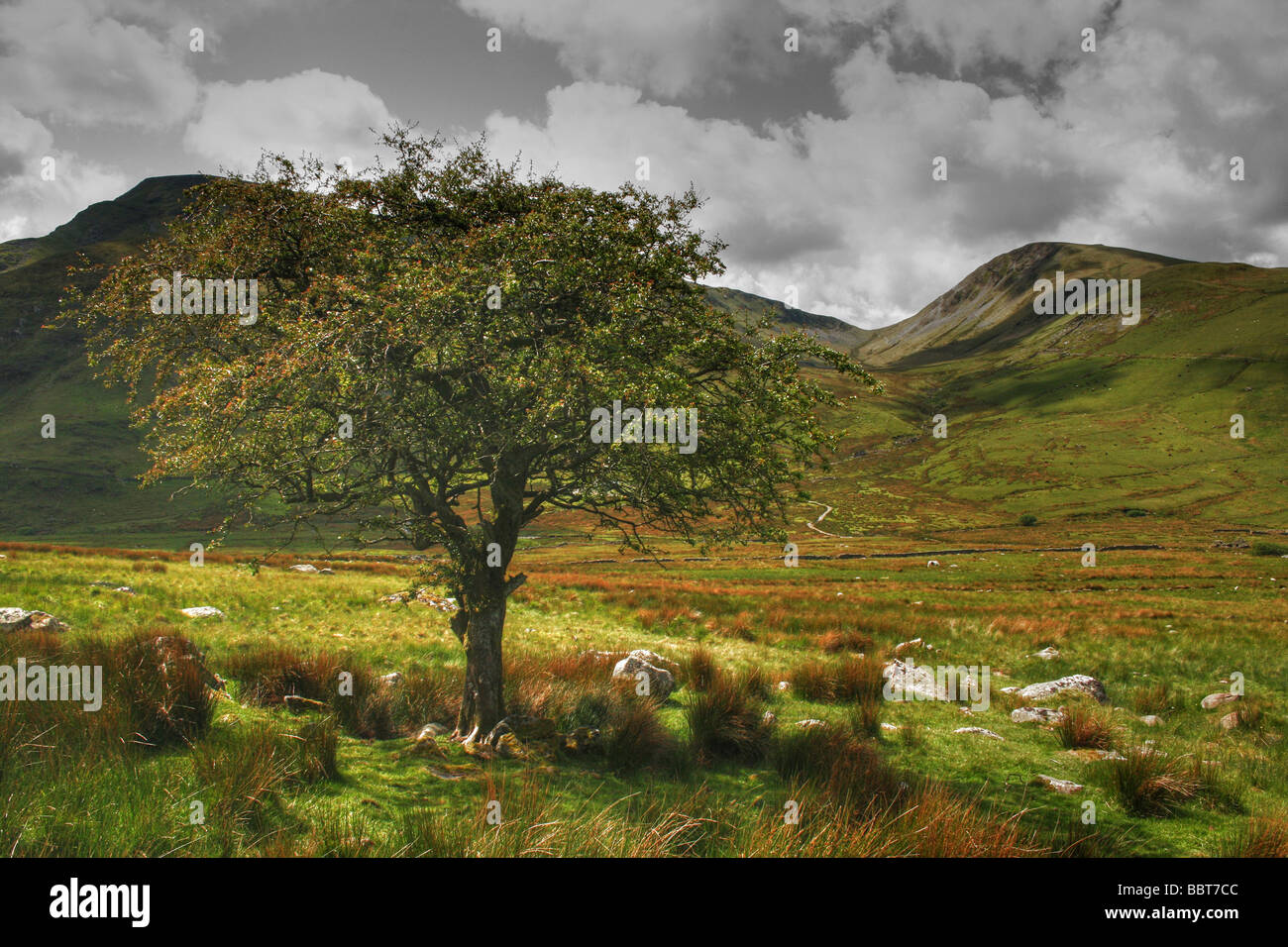 HDR einsamer Baum in der Nähe von Clogwyn Du'r Arddu Snowdonia-Nationalpark, Gwynedd, Wales Stockfoto