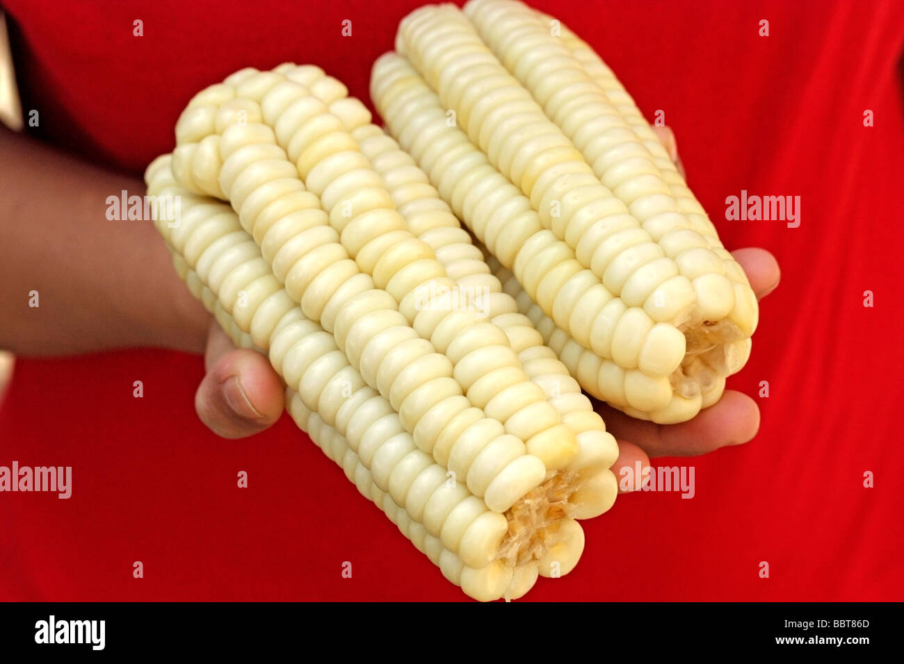 Weiße Sorte der peruanischen Mayze Zea mays Stockfoto