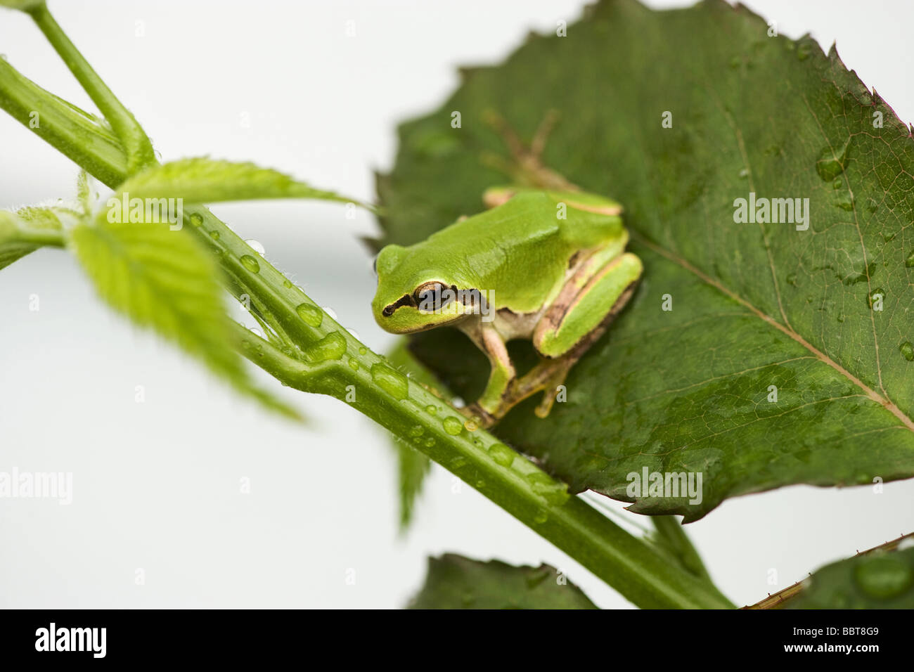 Europäischer Laubfrosch auf Blatt Stockfoto