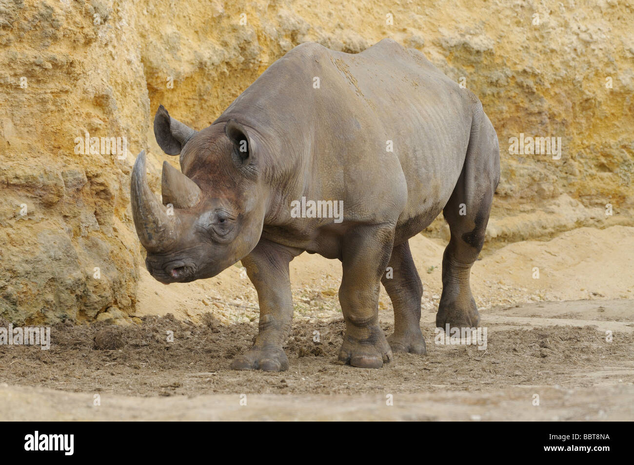 Black Rhinoceros Diceros Bicornis stark gefährdet Stockfoto