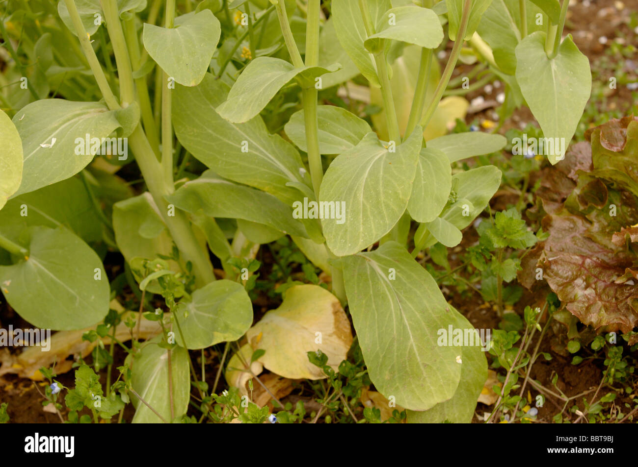 Bok Choy Brassica Rapa In Blüte fotografiert in UK Stockfoto