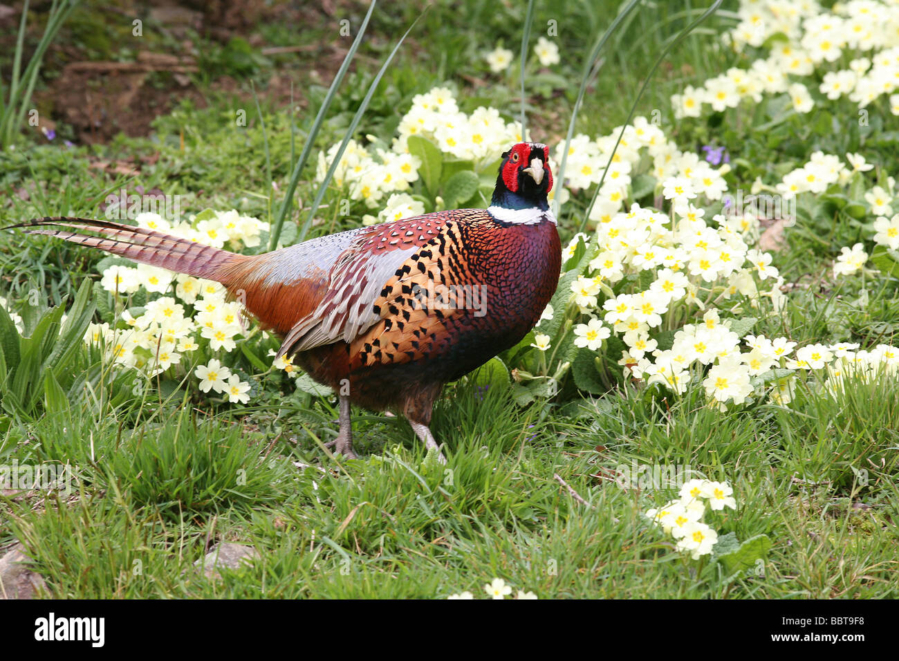 Männlicher Fasan im Frühjahr Stockfoto