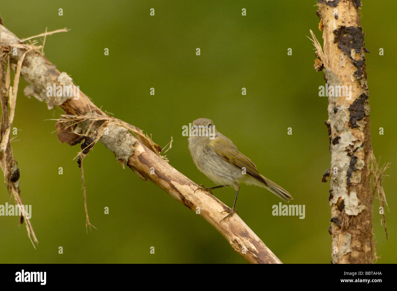 Zilpzalp Phyllocopus Coyybita Bilder aus dem Monat in Großbritannien Stockfoto