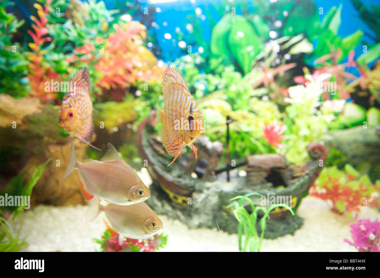 Piratenschiff im aquarium Stockfoto