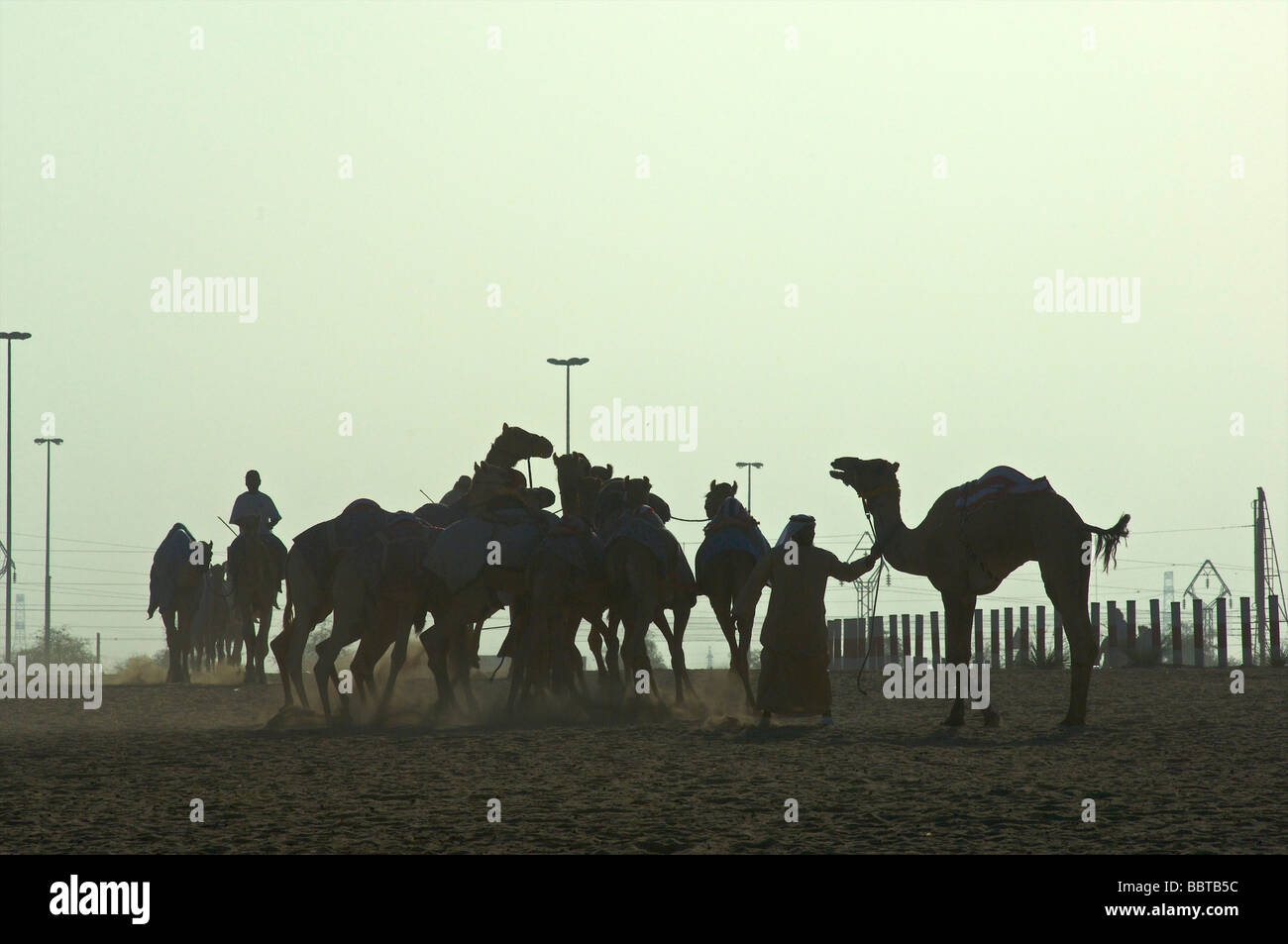 Dubai-Camel racing Stockfoto