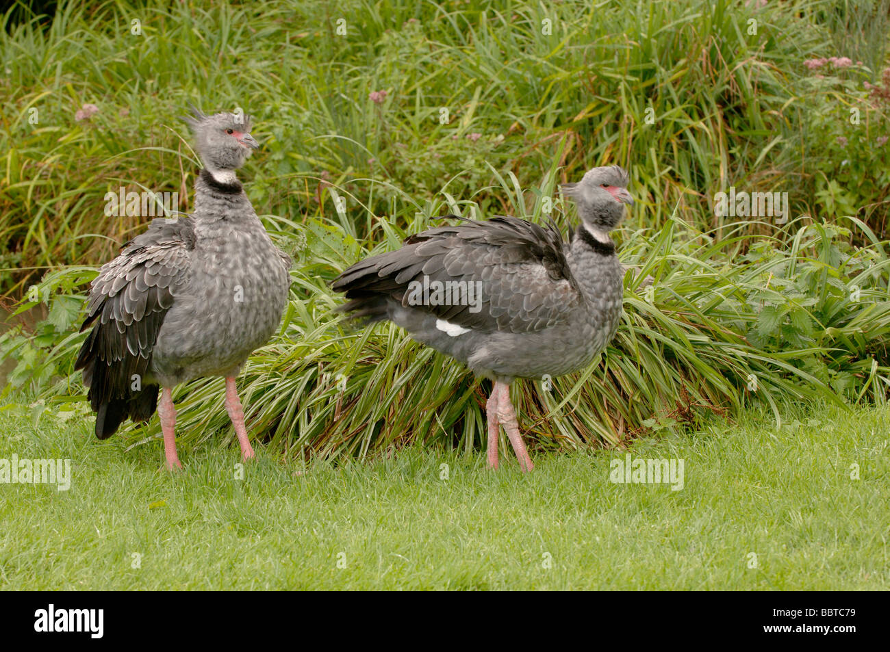 Crested Screamer Chauna torquata Stockfoto