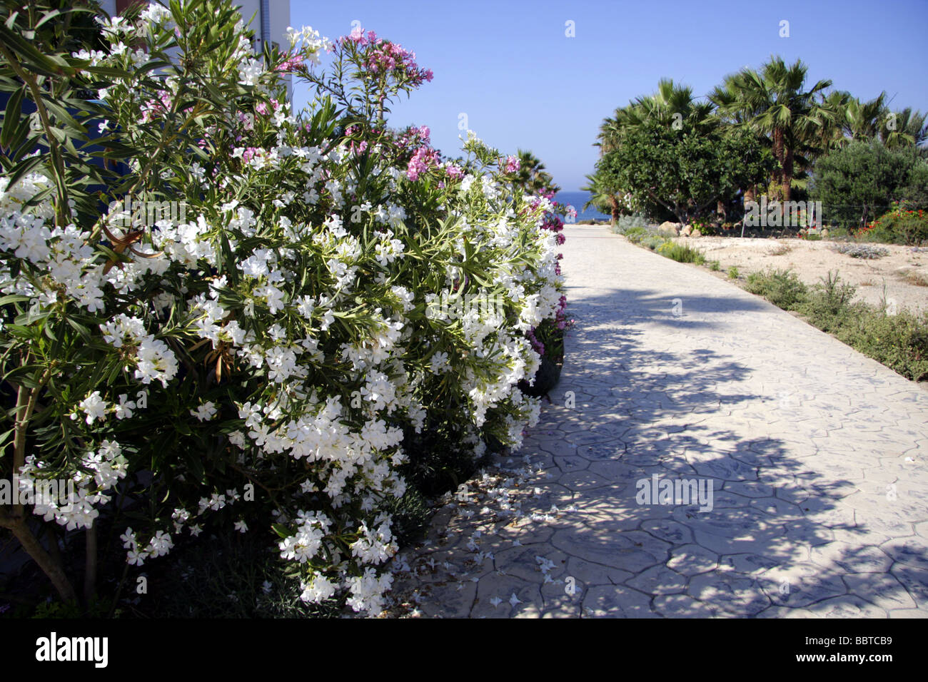 Küstenweg in der Nähe von Paphos, Zypern, nah an der Akti Beach Hotel Stockfoto