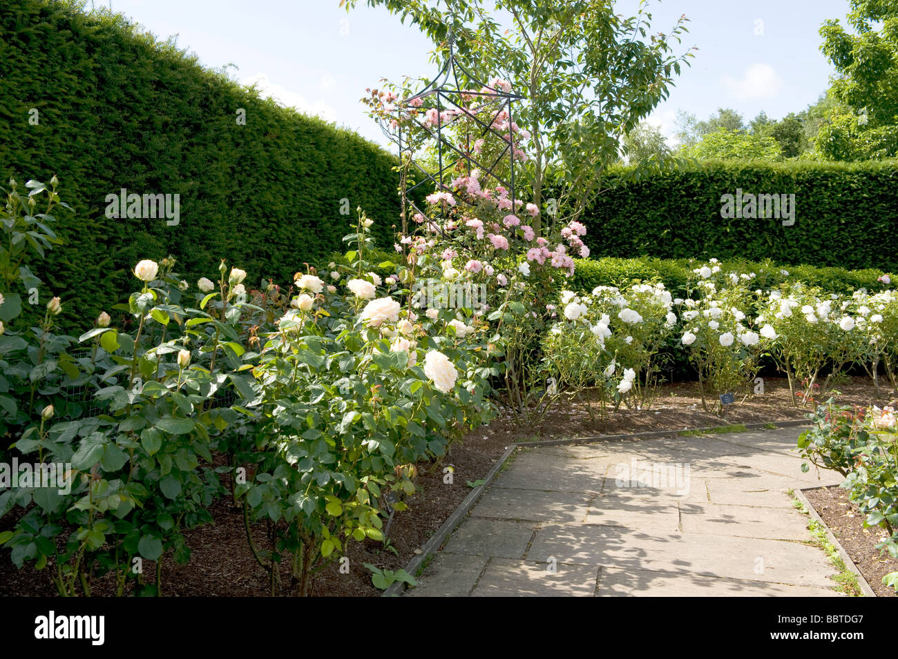 Sammlung von verschiedenen Rosen Busch & Kletterer Stockfoto