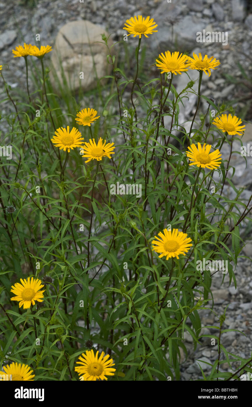 Buphthalmum Salicifolium Blumen, Trebbia-Tal, Emilia Romagna, Italien Stockfoto