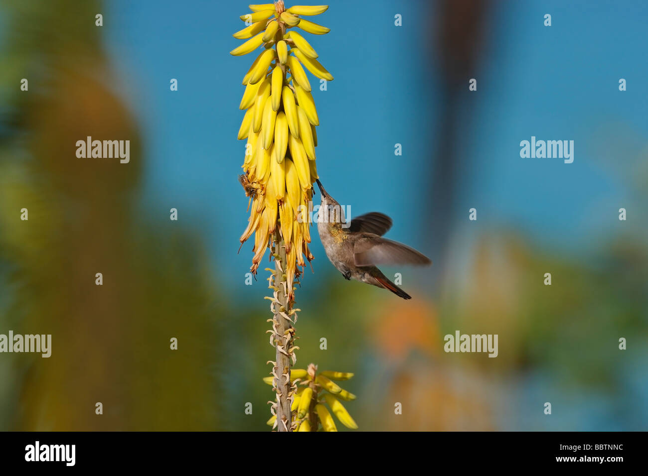 Ruby Topaz Kolibri Chrysolampis Mosquitus Weibchen ernähren sich von einer gemeinsamen Aloe-Aloe barbadensis Stockfoto