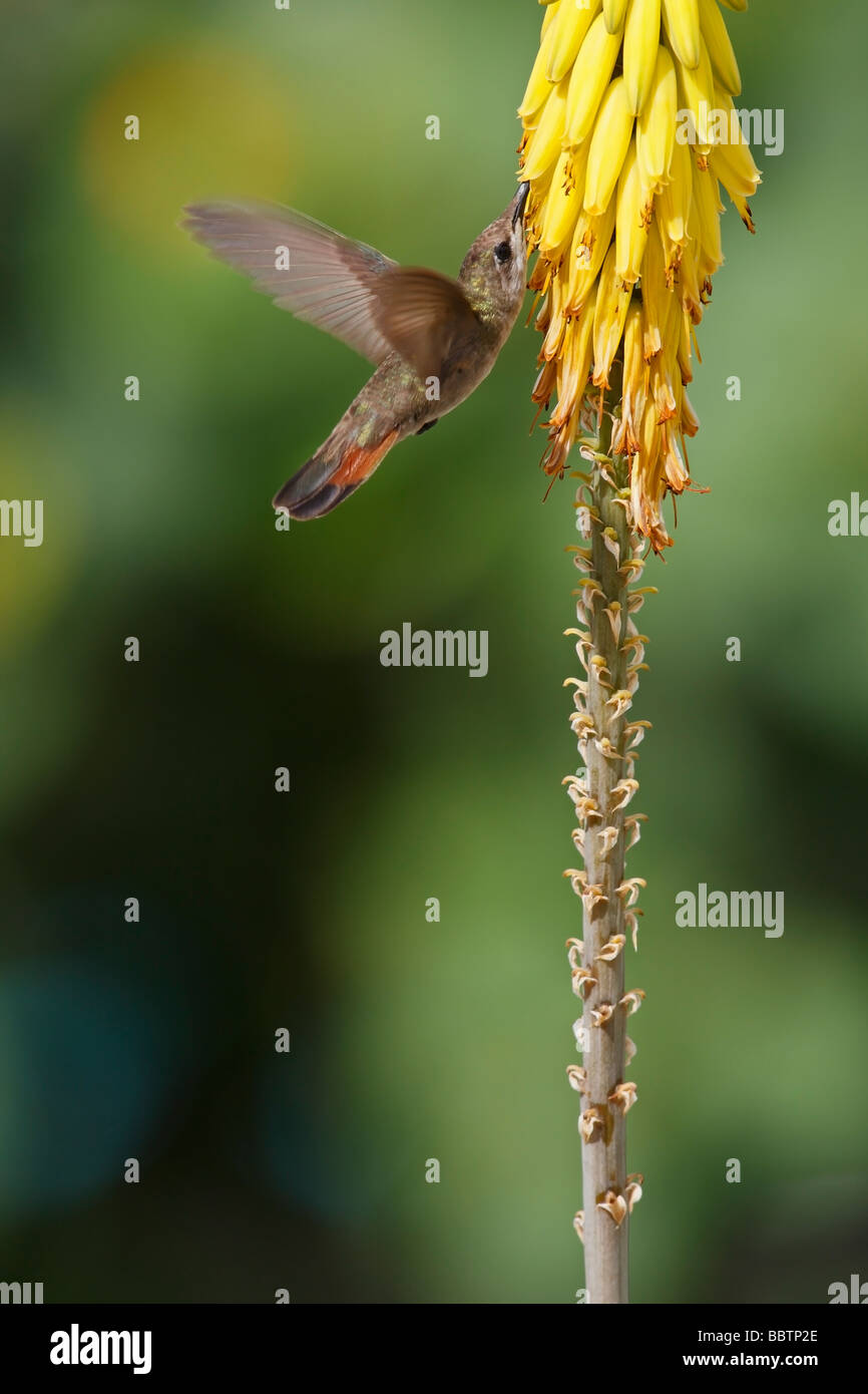 Ruby Topaz Kolibri Chrysolampis Mosquitus Weibchen ernähren sich von einer gemeinsamen Aloe-Aloe barbadensis Stockfoto