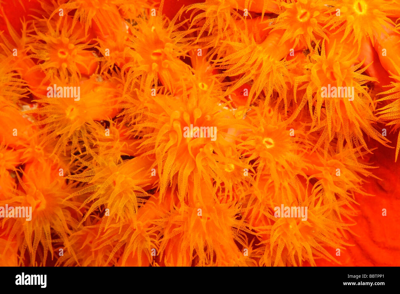Orange Cup Coral Tubastraea coccinea Stockfoto